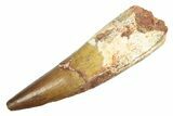 Fossil Spinosaurus Tooth - Beautiful Enamel Preservation #233755-1